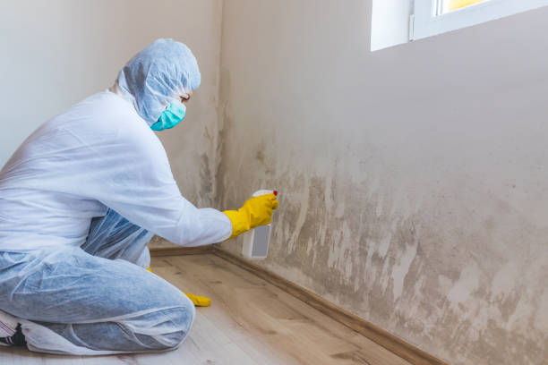 Licensed Mold Testing service in Freeman, VA - WQB Mold Removal